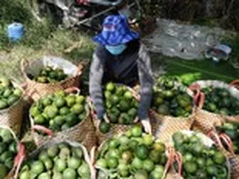 Giá cả đầu ngày: Khoai mì, cam sành đồng loạt tăng giá, người trồng phấn khởi; rau xanh vẫn đắt lên