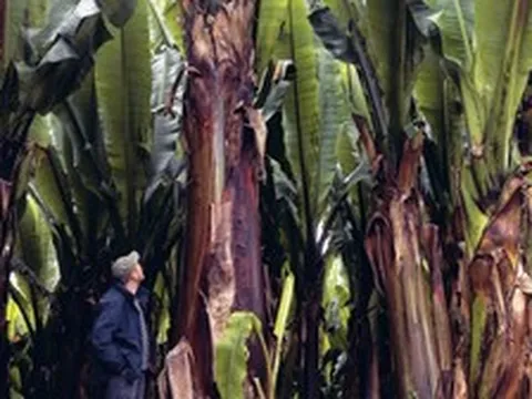 Phát hiện loài "cỏ" khổng lồ cao tới hơn 10m, là kho lương thực mọc trên sườn đồi 1.500 - 3.000m, cứu đói cho hơn 20 triệu người