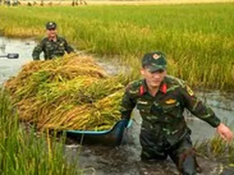 Bộ đội Cà Mau xuống đồng giúp dân cứu lúa bị ngập