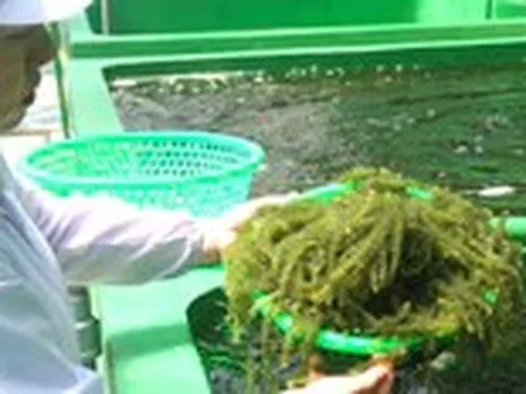 Giá cả đầu ngày: Rong nho 200.000 đồng/kg, cá linh giảm còn vài chục ngàn, dừa sáp loại ngon lên 180.000 đồng/trái