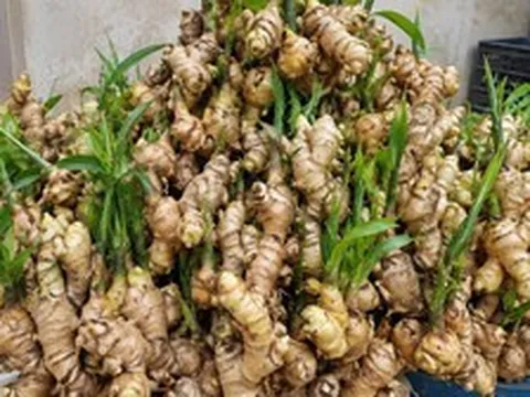 Tin vui cho những người đang trồng gừng