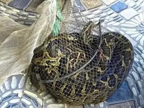Đi thăm đồng, người đàn ông Hà Tĩnh bắt được trăn đất nặng 9kg
