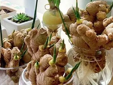 Lời khuyên cho các gia đình trồng gừng để ăn