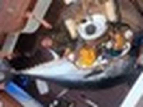 Bắt được "quái ngư" cỡ một chiếc ô tô, nặng hơn 400 kg: Nhóm cần thủ vật lộn suốt 5 giờ