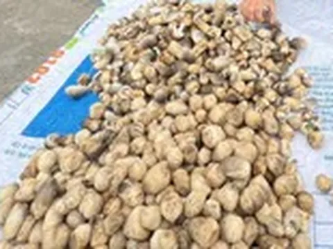 Giá cả đầu ngày: Nấm rơm hữu cơ lên 160.000 đồng/kg, cá chạch lấu 250.000 đồng/kg