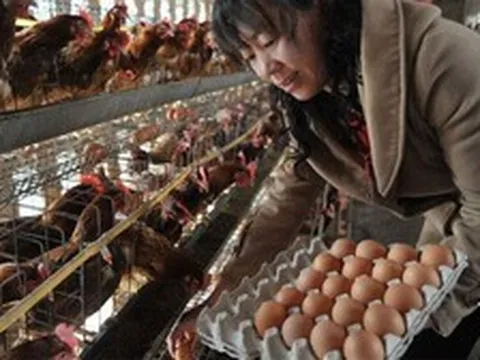 Cả nhà ngộ độc sau khi ăn trứng bác, nguyên nhân khiến nhiều người giật mình