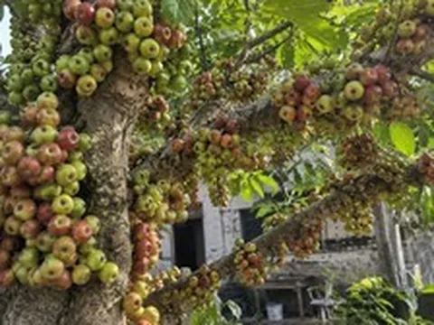 Tin vui cho các gia đình đang trồng cây sung