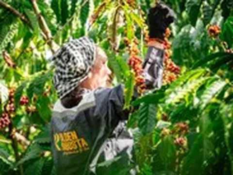 Để xây dựng thương hiệu Robusta Việt, cần tấm hộ chiếu nguồn gốc