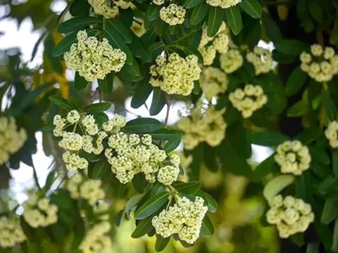 Ai cần chủ động tránh mùi hoa sữa?