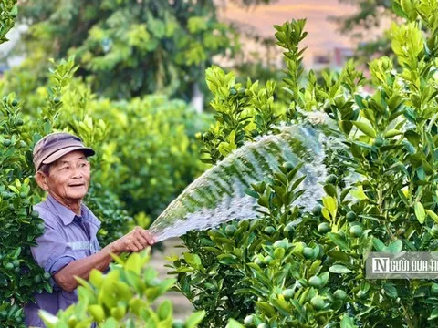 Gần 4 tháng nữa mới đến Tết, quất cảnh Hội An đã được thương lái đặt cọc gần hết