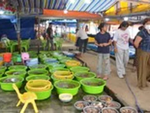 Mũi Né lên kế hoạch chỉnh trang lại khu chợ Làng chài