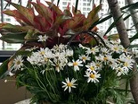 Em chỉ mong một bó hoa ngày 20-10, sao cuối cùng anh lại giận?