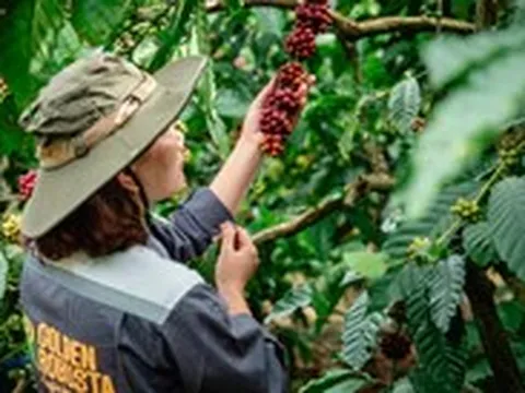 Ngành cà phê Việt tính chi 2 triệu USD cho chương trình quảng bá thương hiệu Robusta