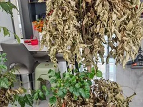 Nhà chật đừng vội trách thiếu mét vuông: VỨT 4 thứ vô dụng này đi, không gian rộng ra trông thấy