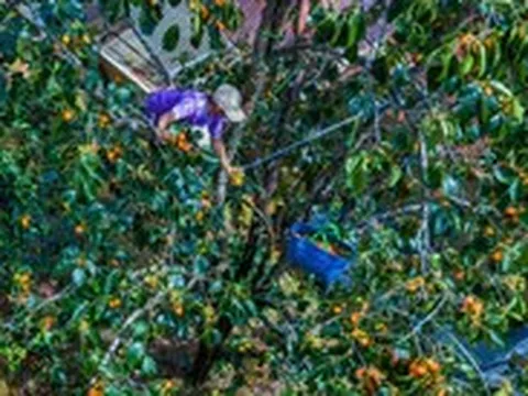 Giá cả đầu ngày: Hồng Đà Lạt chờ nắng, khô cá lóc từ 150.000-200.000 đồng/kg, nhãn xuồng chạm 60.000 đồng/kg
