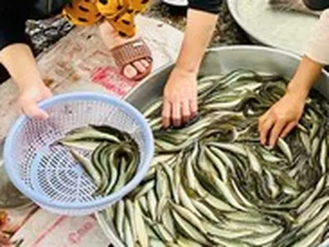 Giá cả đầu ngày: Cá linh giảm sâu, cá chạch 200.000 đồng/kg, rau củ vẫn neo cao