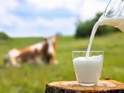 Sữa tươi mở nắp để được bao lâu?